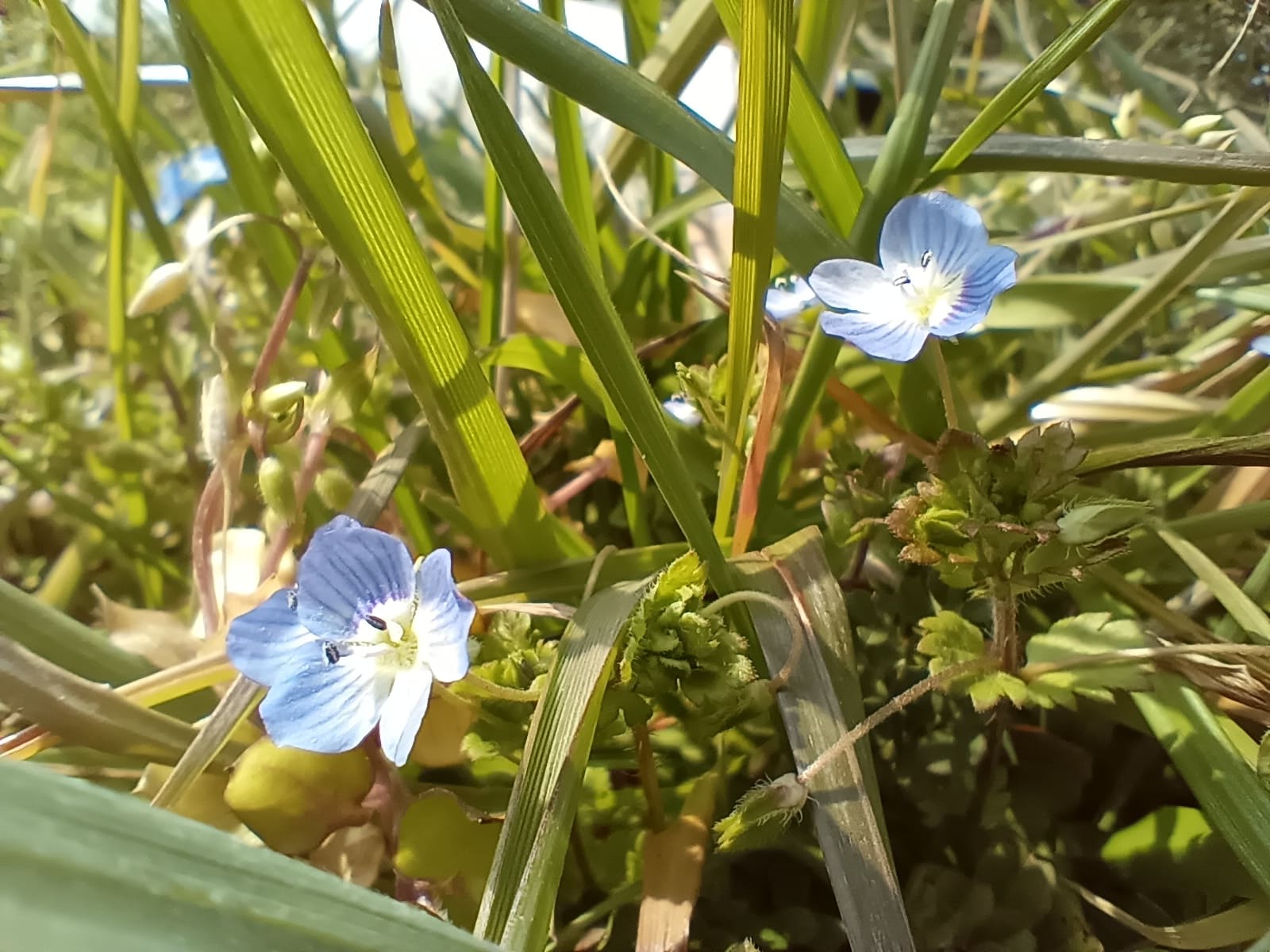 Libero 5G Ⅲ(リベロ5G3)で新たに搭載されたマクロカメラで撮影できるクオリティをユーザーに伝えるためのレビュー写真