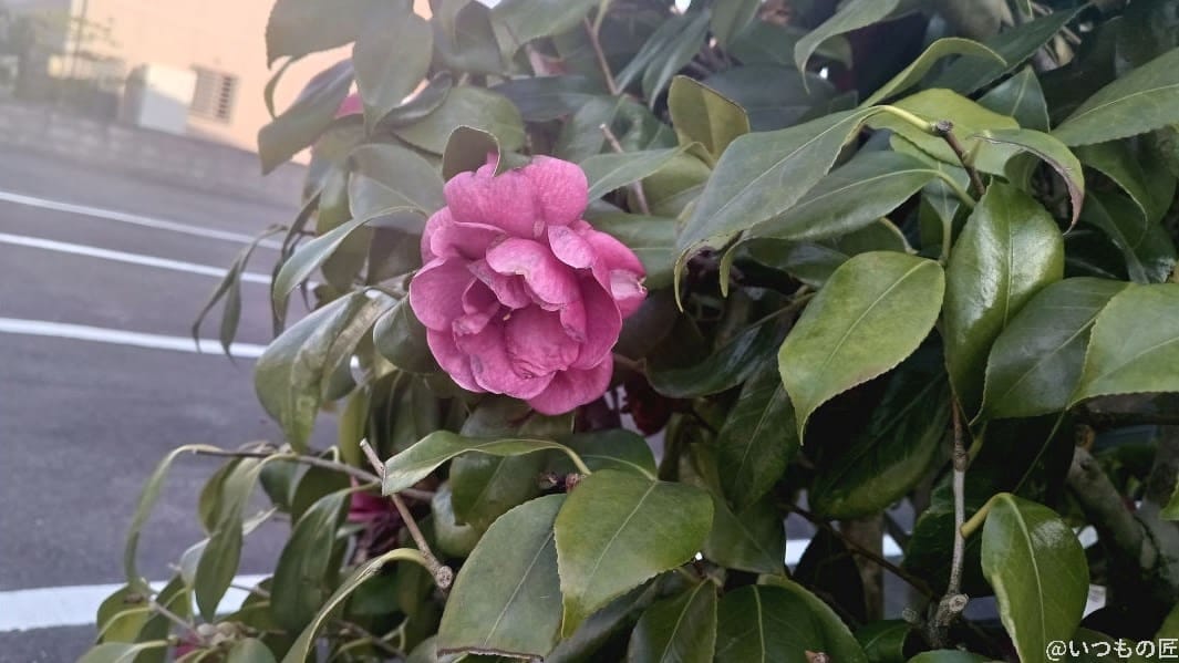 かんたんスマホ3で撮影した花の写真