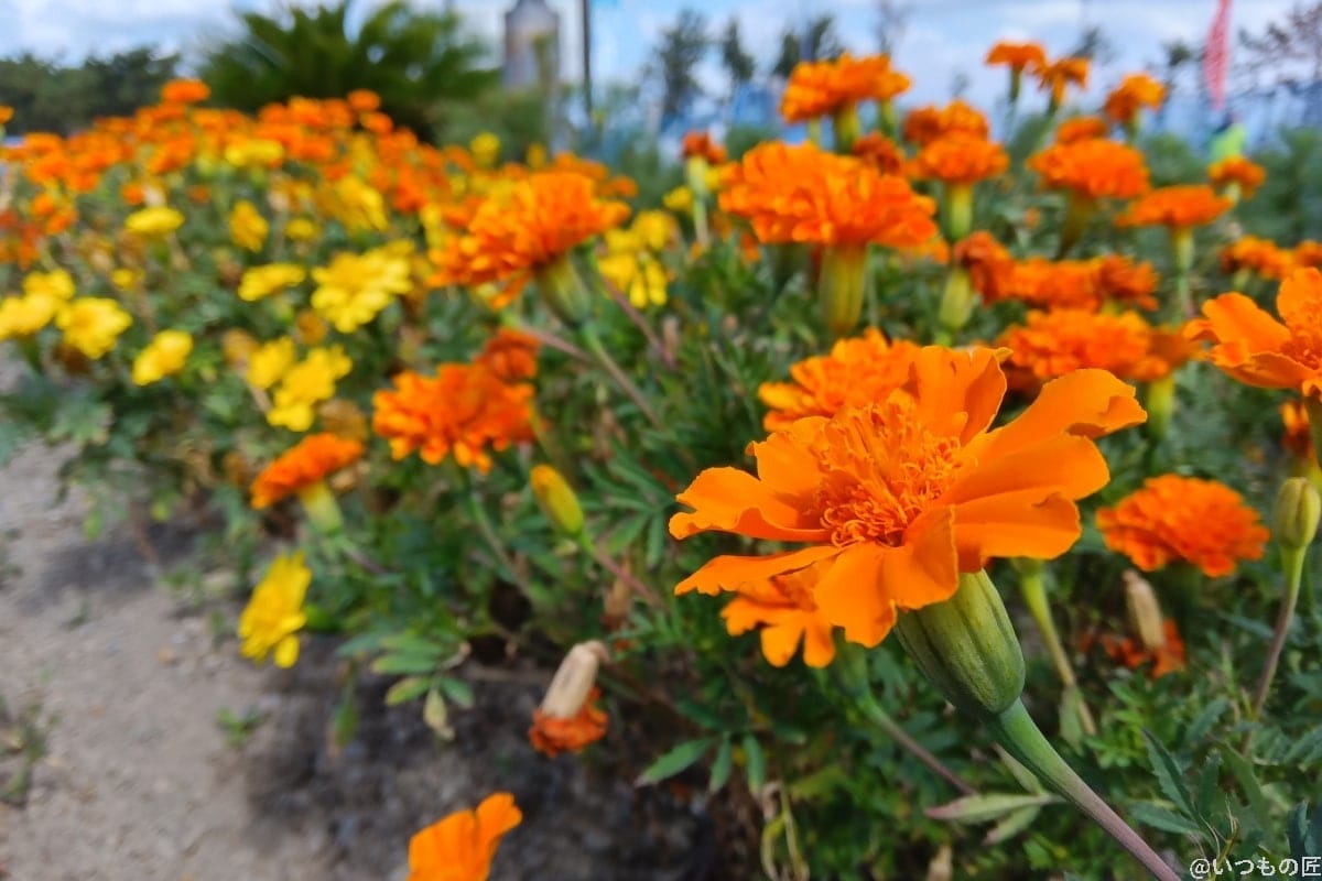 aquos-wish3-photo-flower | モバイル比較レビュー.jp AQUOS wish3で撮影した花のアップの写真