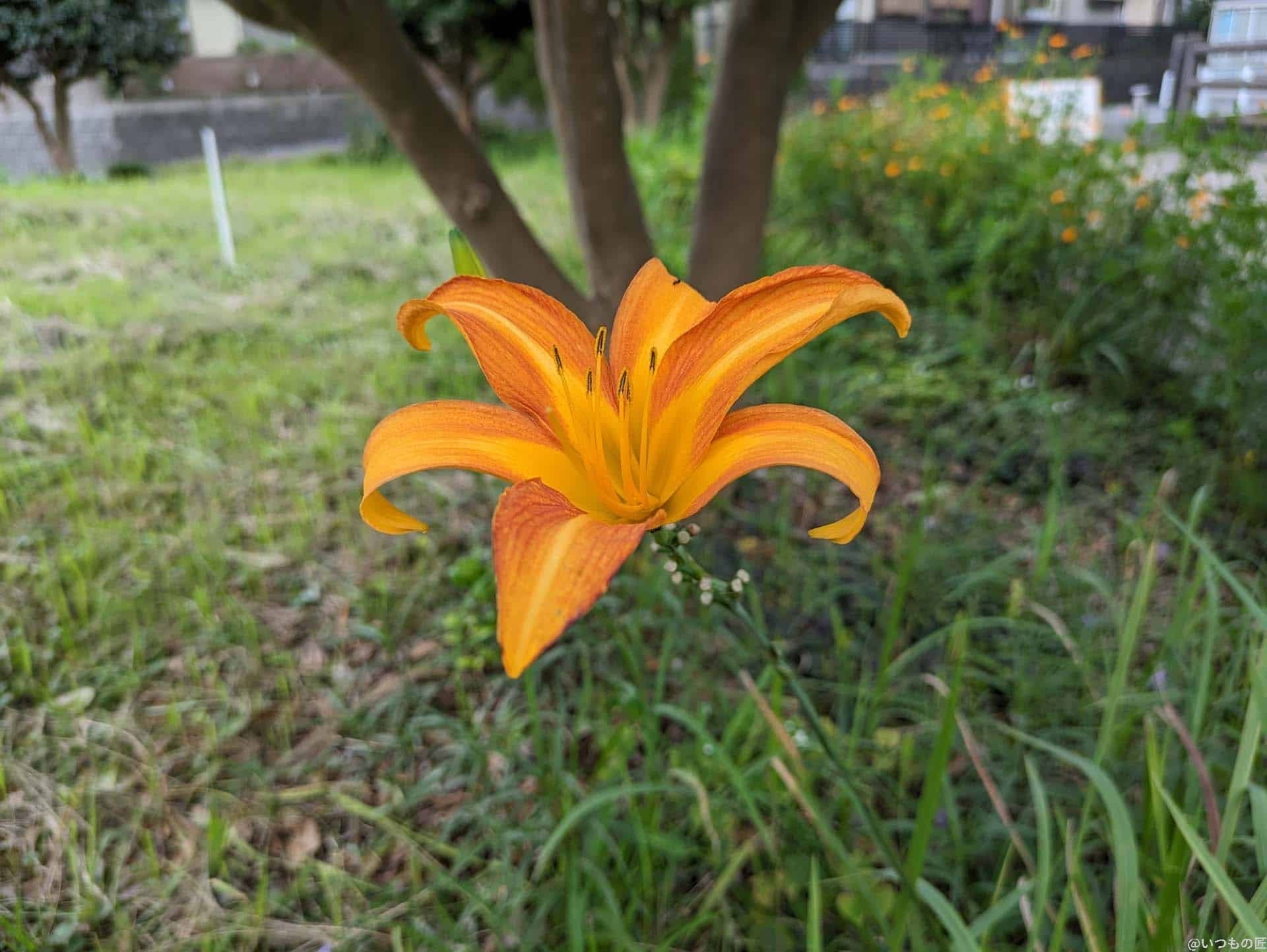 google-pixel-7a-photo-macro-02 | モバイル比較レビュー.jp Google Pixel 7a マクロ作例2