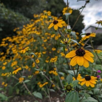 google-pixel-7a-photo-macro-04 | モバイル比較レビュー.jp Google Pixel 7a マクロ作例4