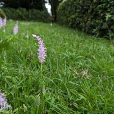 google-pixel-7a-photo-macro-05 | モバイル比較レビュー.jp Google Pixel 7a マクロ作例5