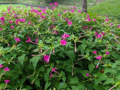 google-pixel-7a-photo-zoom-10-1 | モバイル比較レビュー.jp 広角カメラ(光学ズーム1倍)