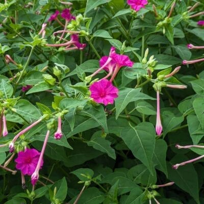 google-pixel-7a-photo-zoom-20-1 | モバイル比較レビュー.jp 広角カメラ(光学ズーム2倍)