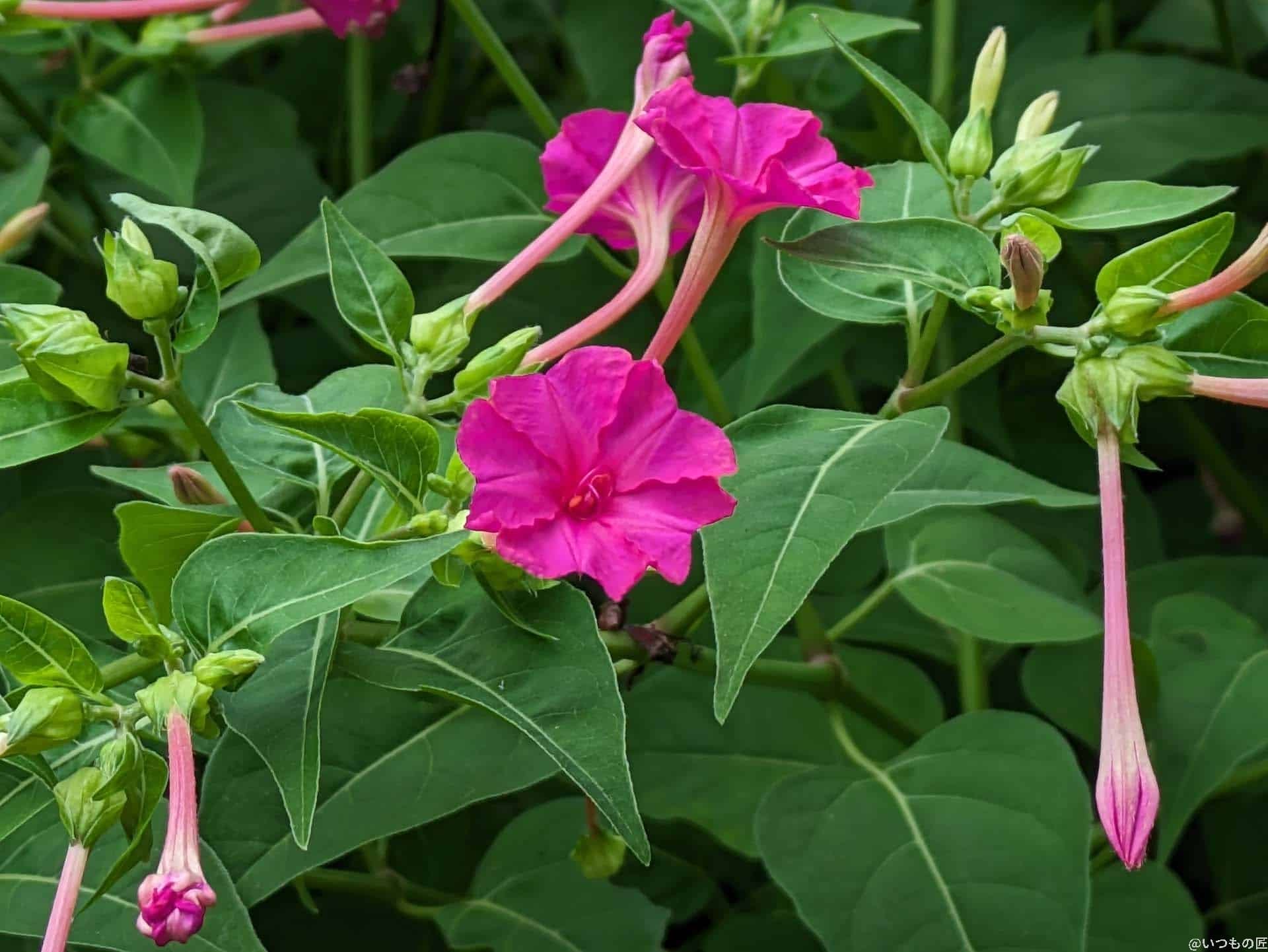 google-pixel-7a-photo-zoom-40-1 | モバイル比較レビュー.jp デジタルズーム 4.0倍