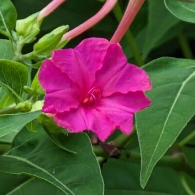 デジタルズーム8.0倍（最大）