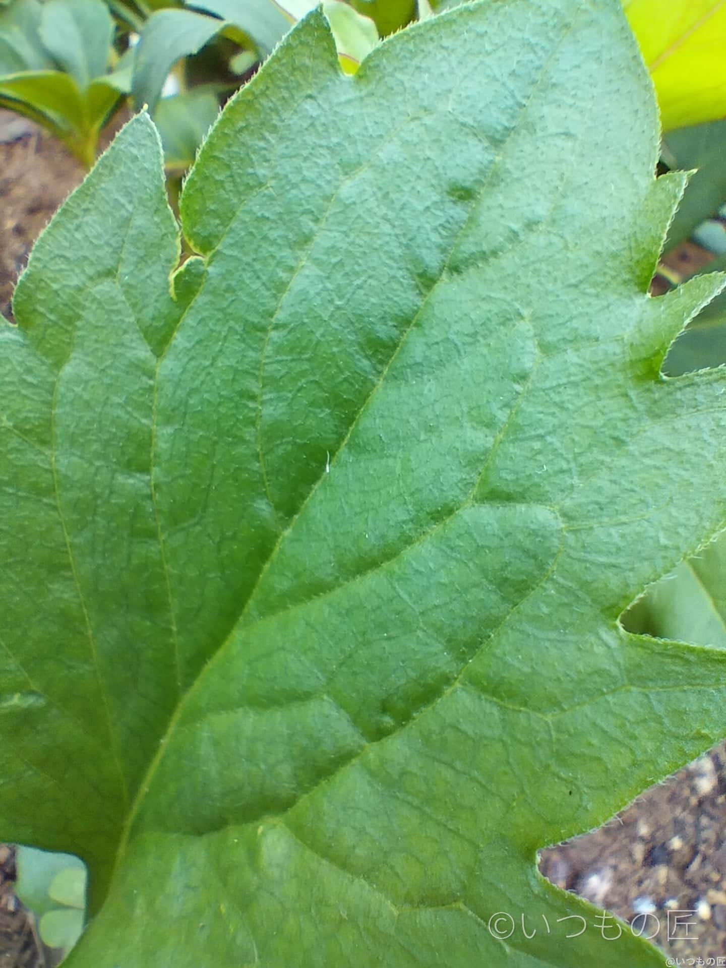 opporeno9a-photo-macro-2-2 | モバイル比較レビュー.jp OPPO Reno9 A PROモード撮影 作例