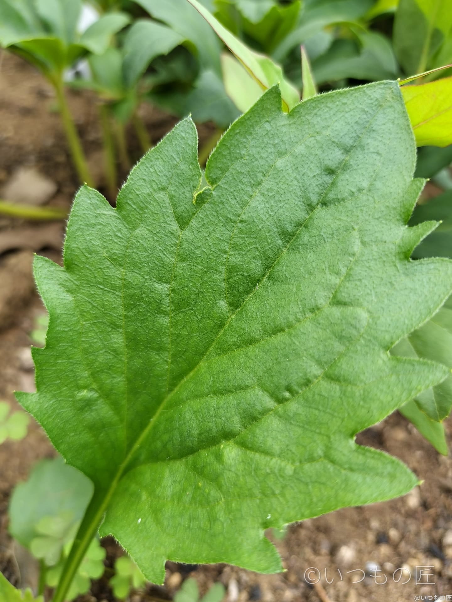 opporeno9a-photo-macro-3-2 | モバイル比較レビュー.jp OPPO Reno9 A 超高解像モード撮影 作例