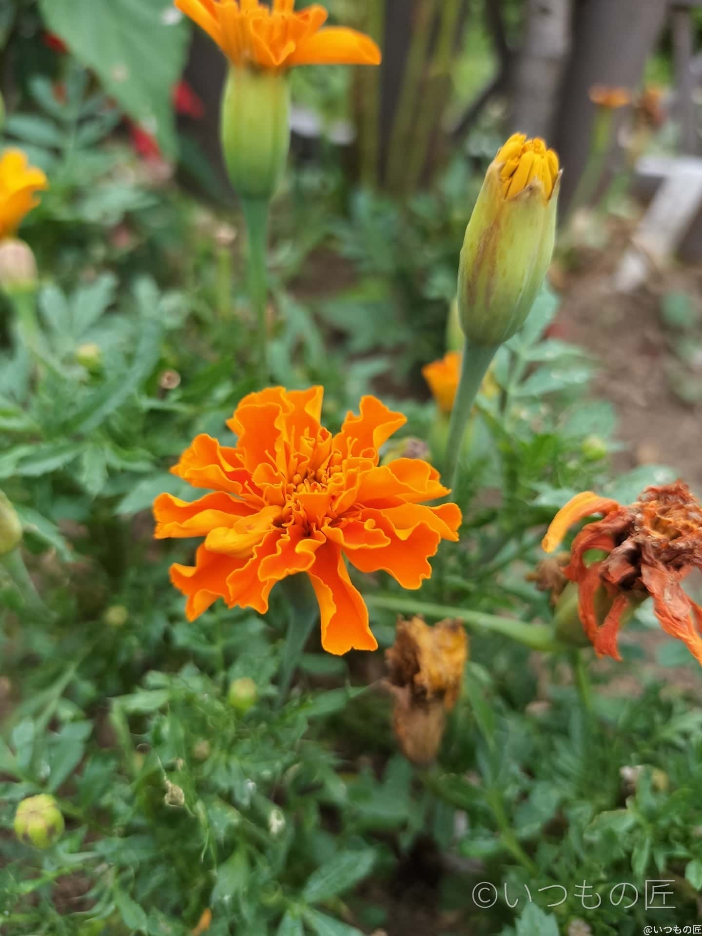 opporeno9a-photo-macro-4 | モバイル比較レビュー.jp OPPO Reno9 Aマクロ撮影 作例5