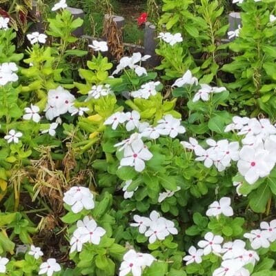 opporeno9a-photo-zoom-1 | モバイル比較レビュー.jp OPPO Reno9 A広角カメラでの倍率2倍撮影