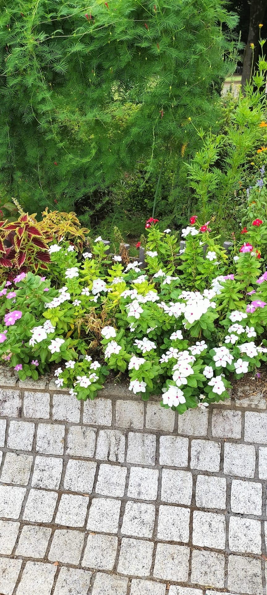 opporeno9a-photo-zoom-2 | モバイル比較レビュー.jp OPPO Reno9 A広角カメラでの倍率1倍撮影