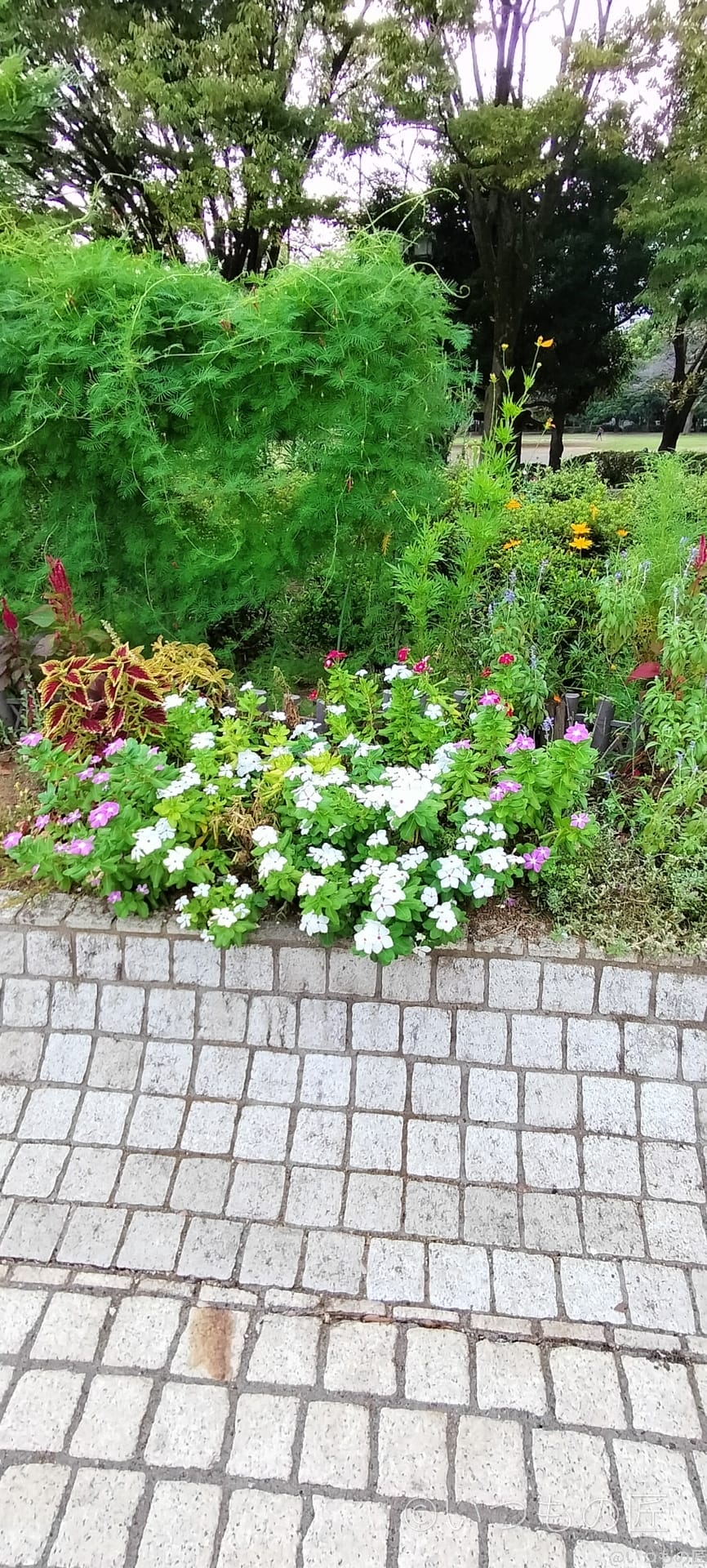 opporeno9a-photo-zoom-3 | モバイル比較レビュー.jp OPPO Reno9 A超広角カメラでの撮影