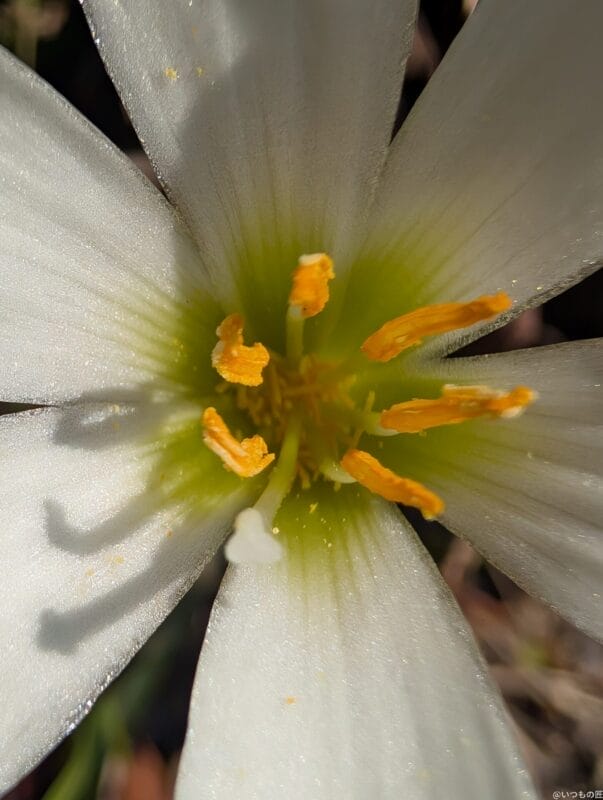 google pixel 9 pro xl のカメラでマクロ撮影した写真 | モバイル比較レビュー.jp Google Pixel 9 Pro XL カメラ Google Pixel 9 Pro XL でマクロ撮影した写真