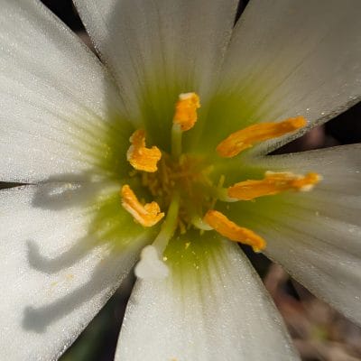 google pixel 9 pro xl のカメラでマクロ撮影した写真 | モバイル比較レビュー.jp Google Pixel 9 Pro XL カメラ Google Pixel 9 Pro XL でマクロ撮影した写真