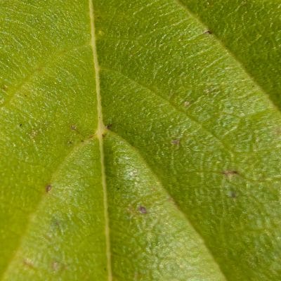 google pixel 9 pro xl のカメラでマクロ撮影した写真 | モバイル比較レビュー.jp Google Pixel 9 Pro XL カメラ Google Pixel 9 Pro XL でマクロ撮影した写真