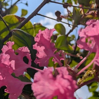 google pixel 9 pro xl のカメラでマクロ撮影した写真 | モバイル比較レビュー.jp Google Pixel 9 Pro XL カメラ Google Pixel 9 Pro XL でマクロ撮影した写真