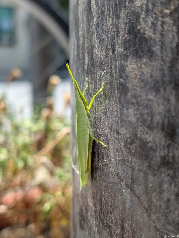 google pixel 9 pro xl のカメラでマクロ撮影した写真 | モバイル比較レビュー.jp Google Pixel 9 Pro XL カメラ Google Pixel 9 Pro XL でマクロ撮影した写真