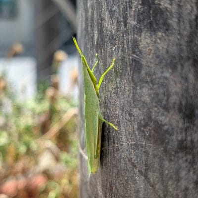 google pixel 9 pro xl のカメラでマクロ撮影した写真 | モバイル比較レビュー.jp Google Pixel 9 Pro XL カメラ Google Pixel 9 Pro XL でマクロ撮影した写真