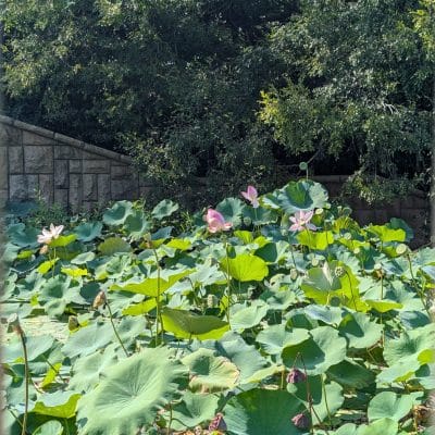 google pixel 9 pro xlのカメラでズーム撮影した風景写真 | モバイル比較レビュー.jp Google Pixel 9 Pro XL カメラ Google Pixel 9 Pro XLでズーム撮影した風景写真