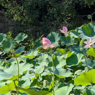 google pixel 9 pro xlのカメラでズーム撮影した風景写真 | モバイル比較レビュー.jp Google Pixel 9 Pro XL カメラ Google Pixel 9 Pro XLでズーム撮影した風景写真