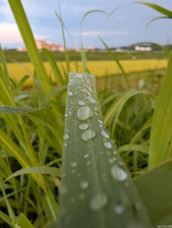 google pixel 9 proのカメラでマクロ撮影した写真 | モバイル比較レビュー.jp Google Pixel 9 Pro カメラ Google Pixel 9 Pro でマクロ撮影した写真