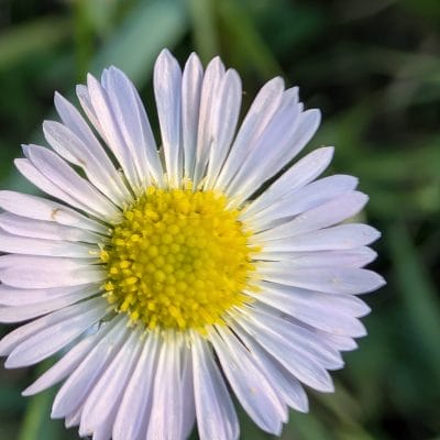 google pixel 9 proのカメラでマクロ撮影した写真 | モバイル比較レビュー.jp Google Pixel 9 Pro カメラ Google Pixel 9 Pro でマクロ撮影した写真