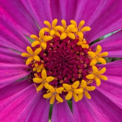 google pixel 9 proのカメラでマクロ撮影した写真 | モバイル比較レビュー.jp Google Pixel 9 Pro カメラ Google Pixel 9 Pro でマクロ撮影した写真