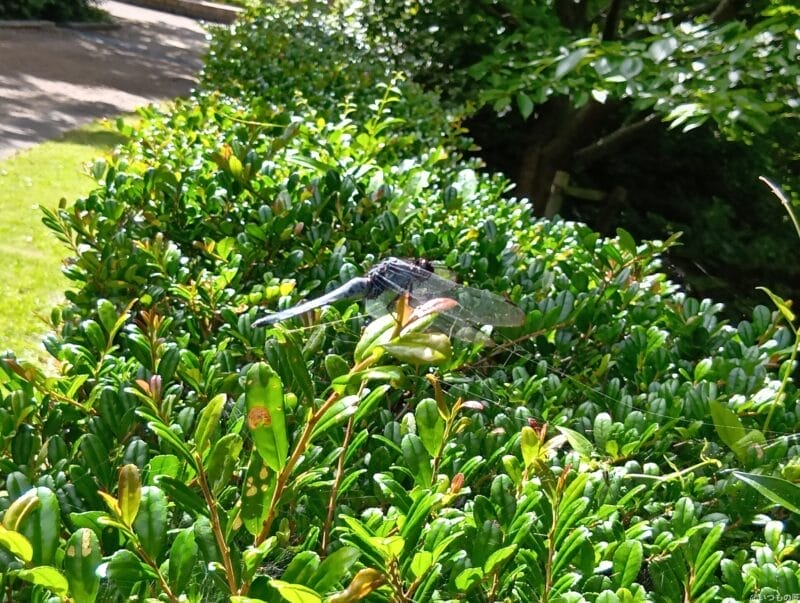 aquos wish4 で撮影した風景写真 | モバイル比較レビュー.jp AQUOS wish4 カメラ AQUOS wish4 で撮影した風景写真