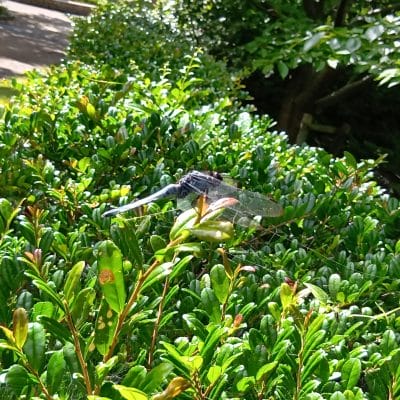 aquos wish4 で撮影した風景写真 | モバイル比較レビュー.jp AQUOS wish4 カメラ AQUOS wish4 で撮影した風景写真