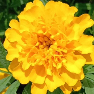 aquos wish4 でマクロ撮影した写真 | モバイル比較レビュー.jp AQUOS wish4 カメラ AQUOS wish4 でマクロ撮影した写真