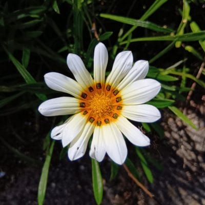 aquos wish4 でマクロ撮影した写真 | モバイル比較レビュー.jp AQUOS wish4 カメラ AQUOS wish4 でマクロ撮影した写真