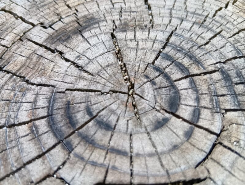 aquos wish4 でマクロ撮影した写真 | モバイル比較レビュー.jp AQUOS wish4 カメラ AQUOS wish4 でマクロ撮影した写真