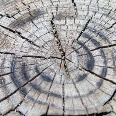 aquos wish4 でマクロ撮影した写真 | モバイル比較レビュー.jp AQUOS wish4 カメラ AQUOS wish4 でマクロ撮影した写真