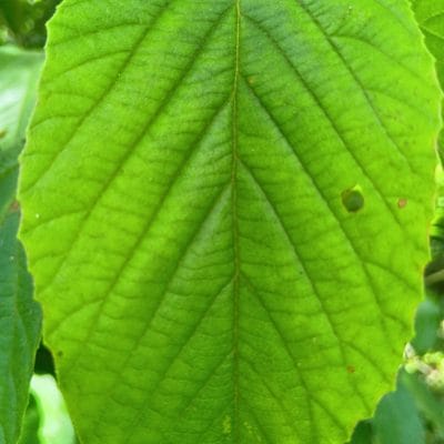 aquos wish4 でマクロ撮影した写真 | モバイル比較レビュー.jp AQUOS wish4 カメラ AQUOS wish4 でマクロ撮影した写真