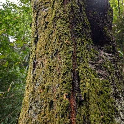 google pixel 9 で撮影した風景写真 | モバイル比較レビュー.jp Google Pixel 9 カメラ Google Pixel 9 で撮影した風景写真