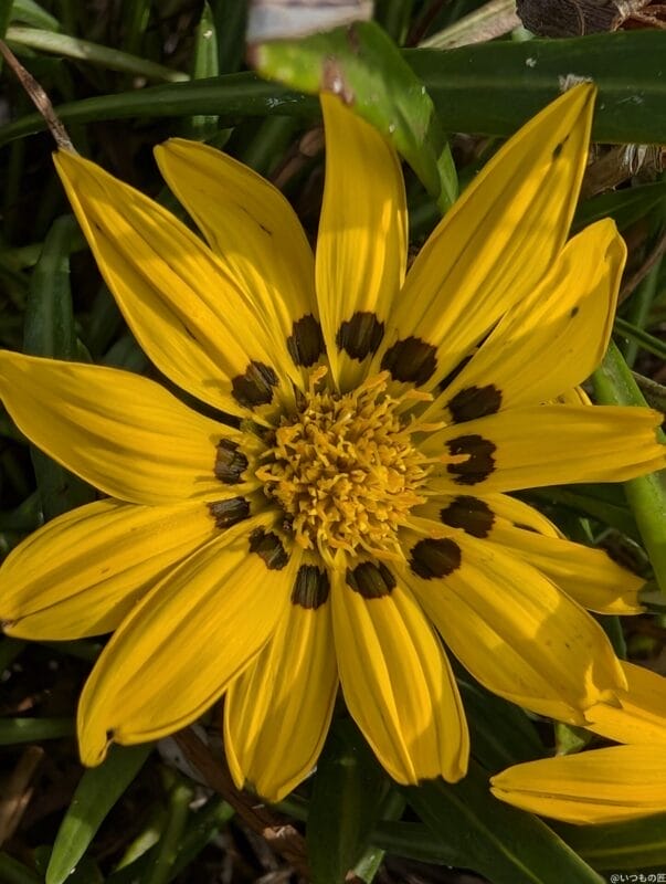 google pixel 9 でマクロ撮影した写真 | モバイル比較レビュー.jp Google Pixel 9 カメラ Google Pixel 9 でマクロ撮影した写真