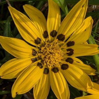 google pixel 9 でマクロ撮影した写真 | モバイル比較レビュー.jp Google Pixel 9 カメラ Google Pixel 9 でマクロ撮影した写真