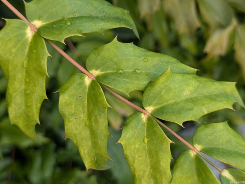 google pixel 9 でマクロ撮影した写真 | モバイル比較レビュー.jp Google Pixel 9 カメラ Google Pixel 9 でマクロ撮影した写真