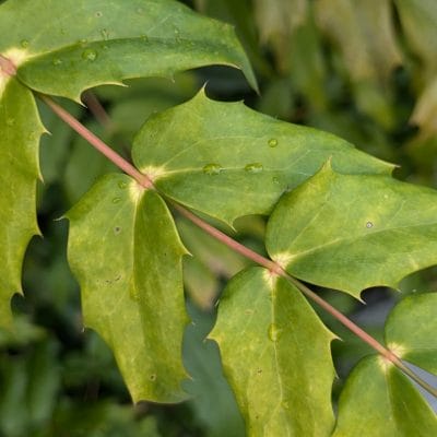 google pixel 9 でマクロ撮影した写真 | モバイル比較レビュー.jp Google Pixel 9 カメラ Google Pixel 9 でマクロ撮影した写真