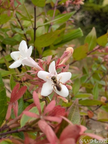 google pixel 9 でマクロ撮影した写真 | モバイル比較レビュー.jp Google Pixel 9 カメラ Google Pixel 9 でマクロ撮影した写真