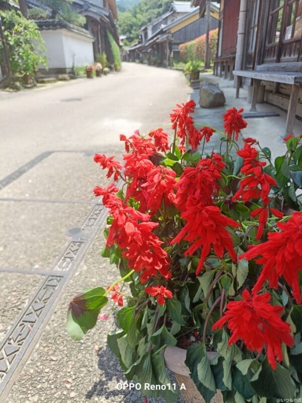 oppo reno11 aカメラでhdr撮影した写真 | モバイル比較レビュー.jp OPPO Reno11 A カメラ OPPO Reno11 AでHDR撮影した写真