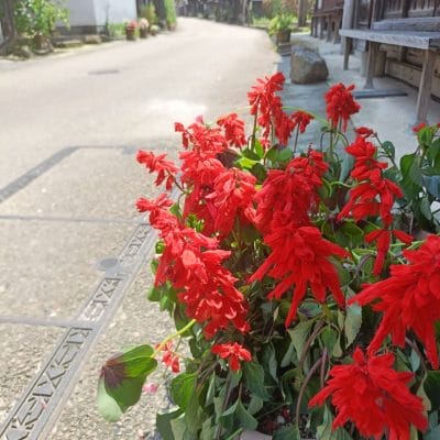 oppo reno11 aカメラでhdr撮影した写真 | モバイル比較レビュー.jp OPPO Reno11 A カメラ OPPO Reno11 AでHDR撮影した写真