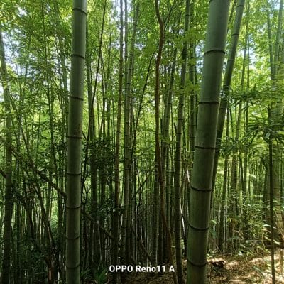 oppo reno11 a カメラ oppo reno11 a カメラの風景写真 | モバイル比較レビュー.jp OPPO Reno11 A カメラ OPPO Reno11 A カメラの風景写真