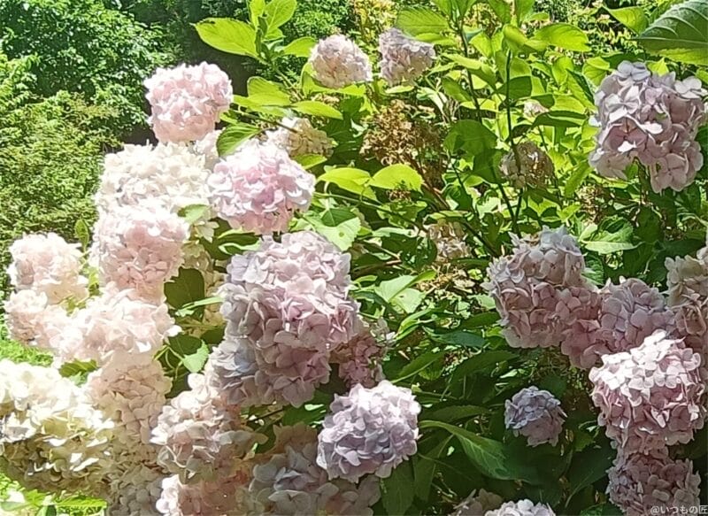 oppo reno11 a カメラ oppo reno11 a カメラの風景写真 | モバイル比較レビュー.jp OPPO Reno11 A カメラ OPPO Reno11 A カメラの風景写真