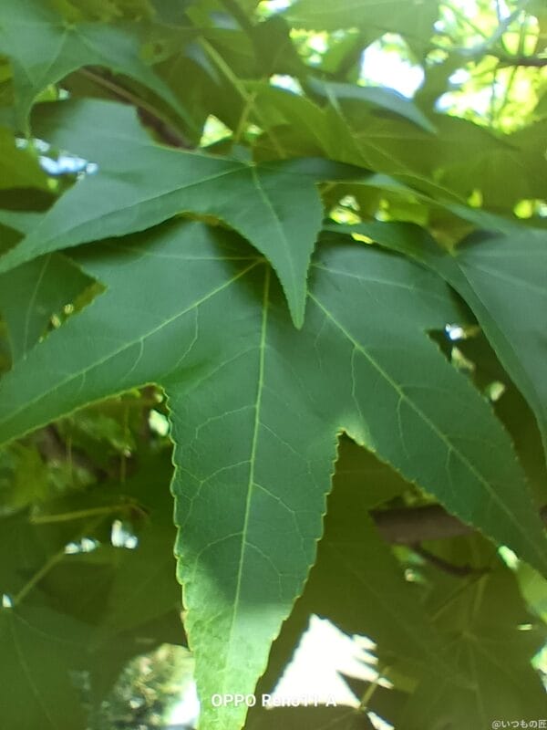 oppo reno11 a カメラでマクロ撮影した写真 | モバイル比較レビュー.jp OPPO Reno11 A カメラ OPPO Reno11 Aでマクロ撮影した写真