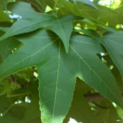 oppo reno11 a カメラでマクロ撮影した写真 | モバイル比較レビュー.jp OPPO Reno11 A カメラ OPPO Reno11 Aでマクロ撮影した写真