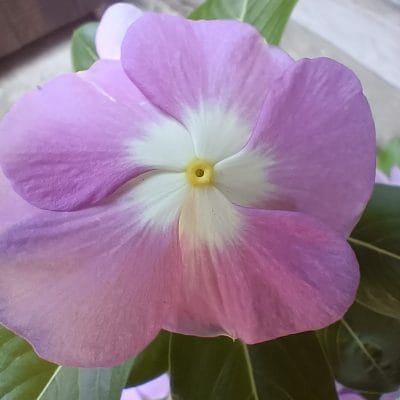 oppo reno11 a カメラでマクロ撮影した写真 | モバイル比較レビュー.jp OPPO Reno11 A カメラ OPPO Reno11 Aでマクロ撮影した写真