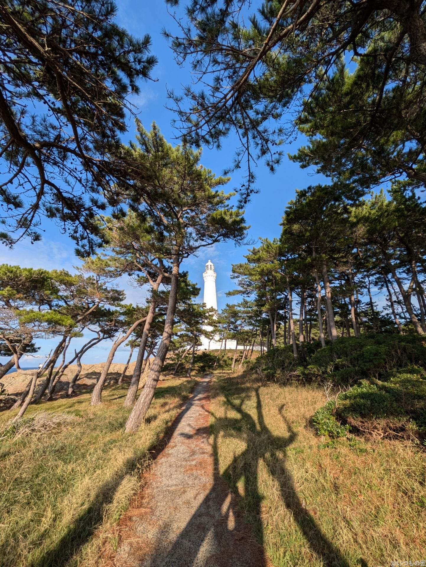 Google Pixel 8a カメラ Google Pixel 8aでズーム撮影した写真