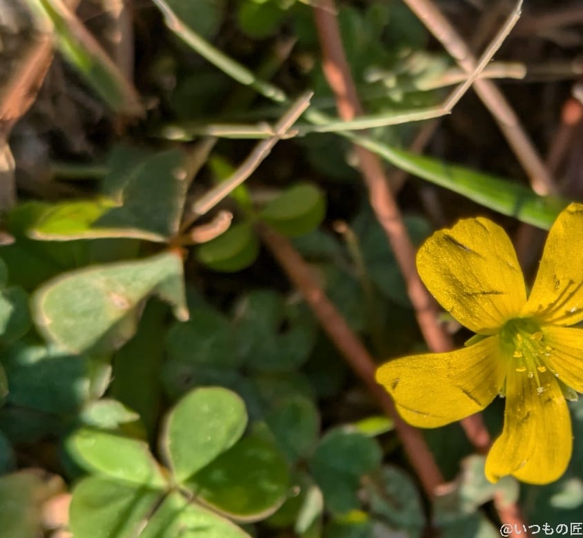 google pixel 8aでマクロ撮影した写真 | モバイル比較レビュー.jp Google Pixel 8a カメラ Google Pixel 8aでマクロ撮影した写真