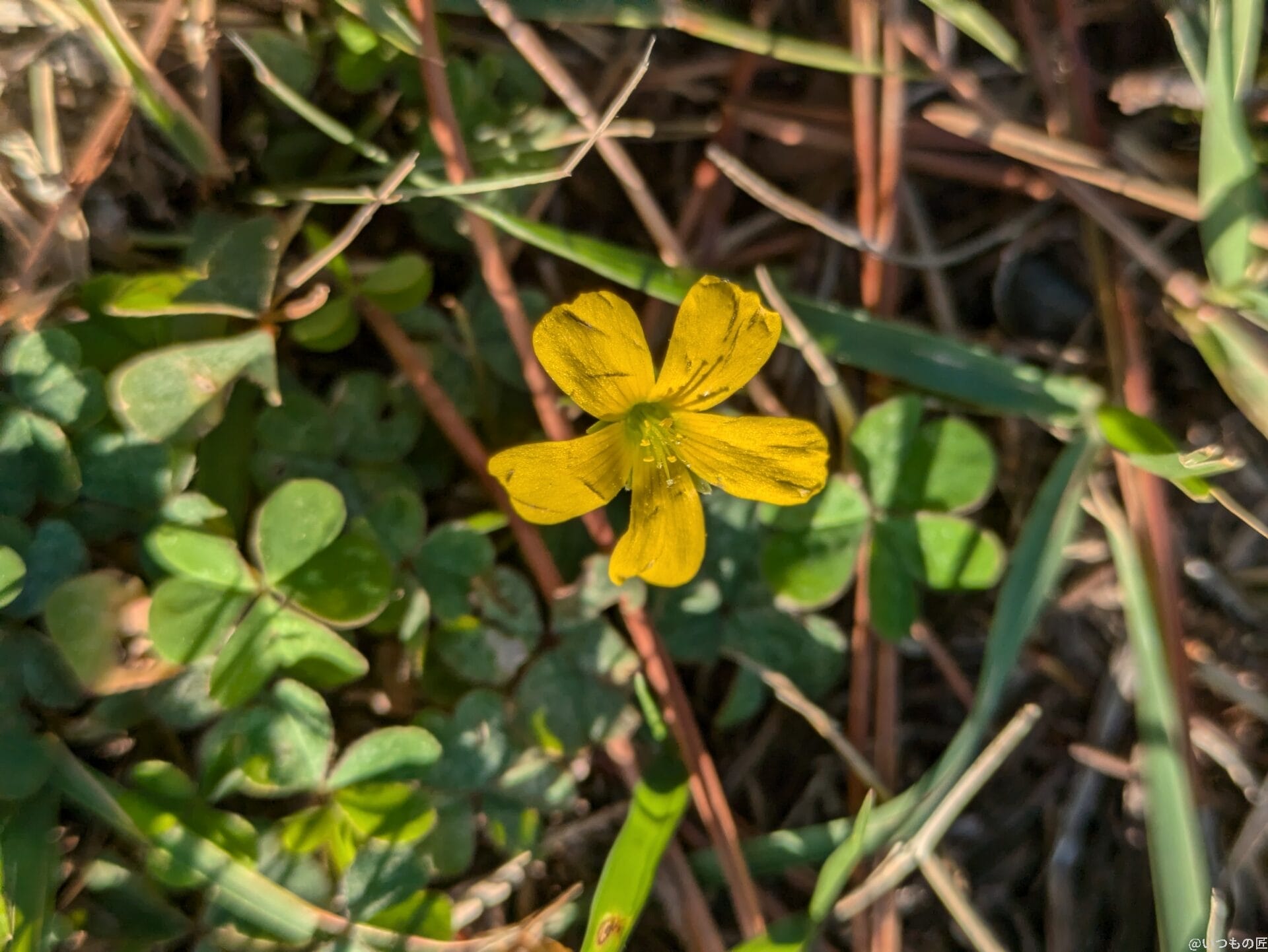 google pixel 8aでマクロ撮影した写真 | モバイル比較レビュー.jp Google Pixel 8a カメラ Google Pixel 8aでマクロ撮影した写真